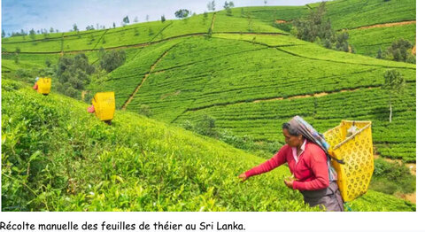 framacarte agriculture, Récolte du thé au Sri Lanka