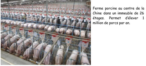 framacarte agriculture, Ferme porcine dans le centre de la CHine