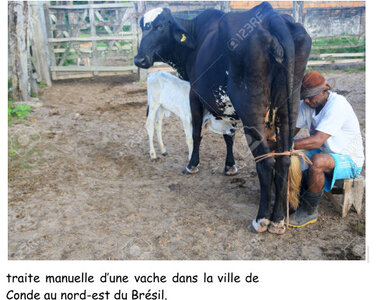 framacarte agriculture, Traite d’une vache au Brésil  Nordeste 