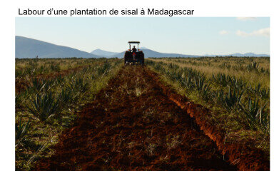 framacarte agriculture, Labour d’une plantation de sisal à Madagascar