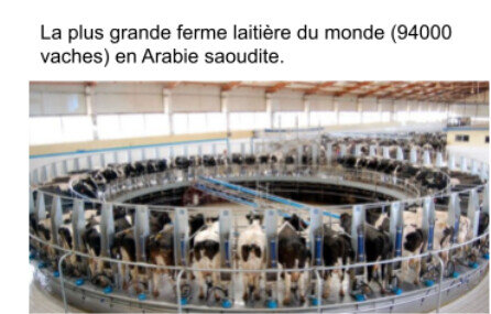 framacarte agriculture, ferme laitière en Arabie saoudite