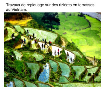 framacarte agriculture, travaux de repiquage des rizières en terrasse au Vietnam