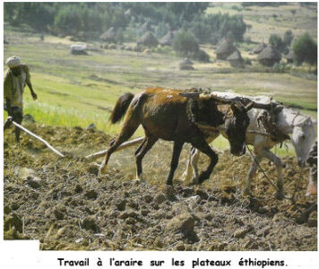framacarte agriculture, travail à l’araire sur les plateaux éthiopiens