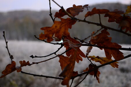 Jouy 2024, Feuille d’hiver